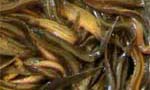 高产泥鳅养殖； 大泥鳅种； 泥鳅养殖技术