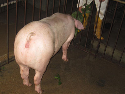 晨晖牧业山东种猪养殖，种猪繁殖场，种猪养殖场供应二元母猪*