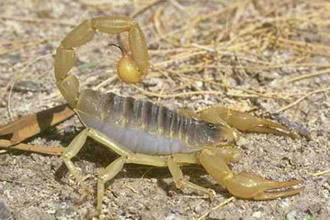正大 蝎子养殖效益 蝎子是否容易生病