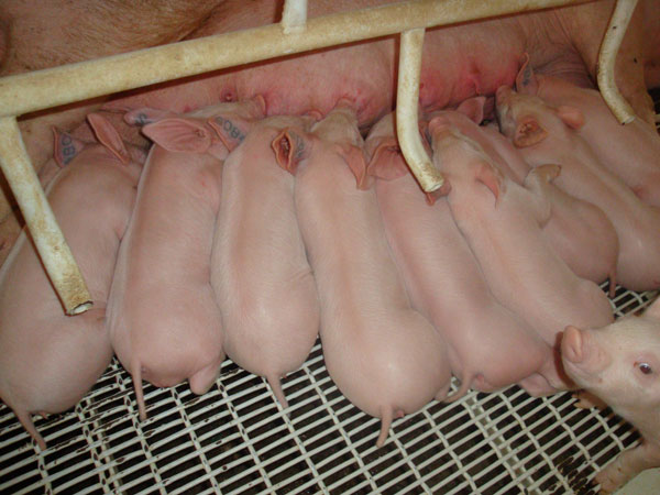 晨晖牧业种猪养殖场仔猪，大约克公猪，大约克母猪