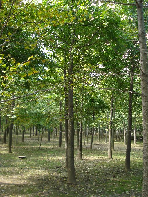 山东银杏树基地,山东银杏树,求购山东银杏树