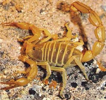 正大 蝎子品种繁育 蝎子种苗的繁殖