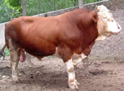 西门塔尔牛吃什么长个快|西门塔尔牛养殖技术
