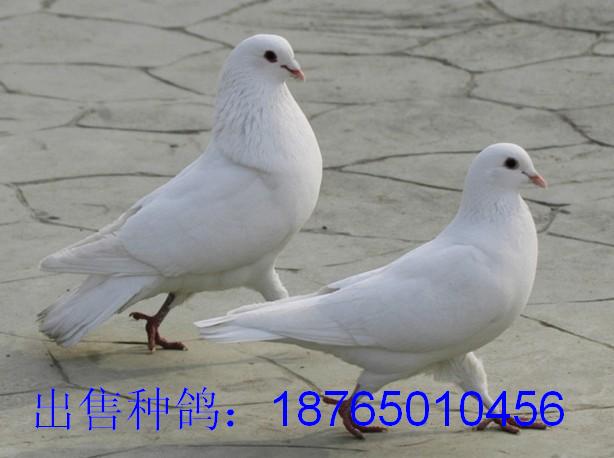 金湖县种鸽价格 江苏省养鸽目前效益