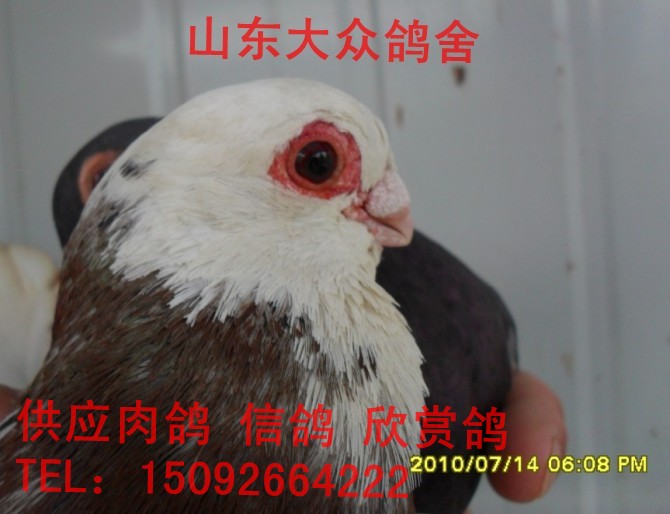 深泽县肉鸽价格，河北养鸽效益发展
