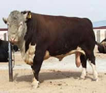 供应陕西海福特牛|新疆海福特牛|甘肃海福特牛