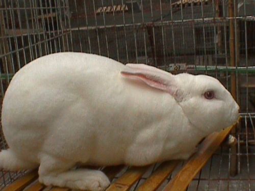 供应獭兔现在多少钱一斤，求购獭兔种兔(图)