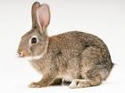 供应兔头，兔肉，新西兰兔肉兔，到忠旺兔业