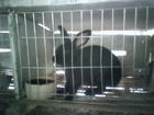 .忠旺兔业供应种兔，水泥板兔笼，兔笼笼具，铁笼