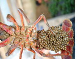 武汉特种养殖龙虾 龙虾养殖方法 龙虾市场供应