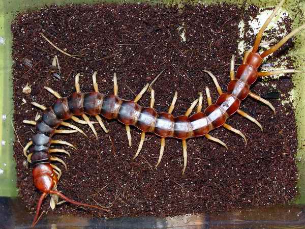 武汉特种养殖蜈蚣 蜈蚣养殖方法 如何饲养蜈蚣