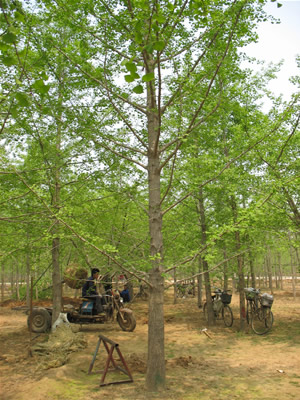 北京银杏树价格，苏州银杏树价格，天津银杏树价格，四川银杏树价格