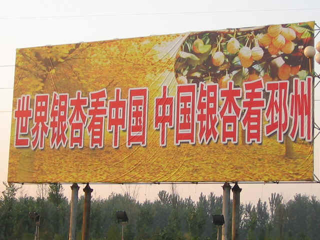 2011贵州银杏树价格 贵州银杏树