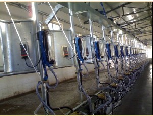 内蒙古自动脱杯挤奶机生产厂家