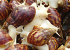白玉蜗牛种苗，白玉蜗牛养殖技术,白玉蜗牛养殖前景