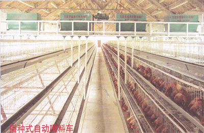 生产yz蛋鸡笼|蛋鸡笼质量好|五莲蛋鸡笼使用|蛋鸡笼|养鸡设备
