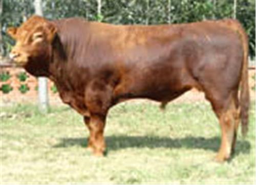 利木赞牛品种|育种利木赞牛|利木赞牛养殖技术