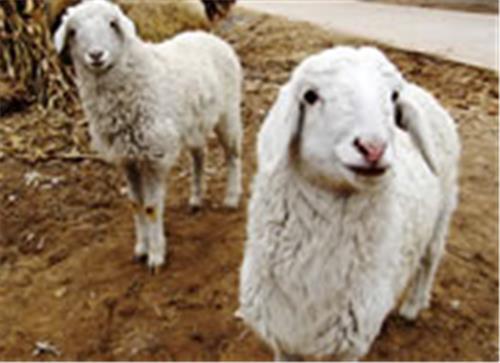 绒毛羊品种|育种绒毛羊|绒毛羊养殖技术