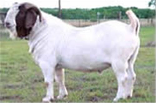 2011年波尔山羊价格|波尔山羊多少钱一只|波尔山羊价格表|山西波尔山羊养殖场  