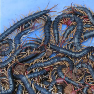 蜈蚣养殖技术培训 蜈蚣种苗 如何养蜈蚣  