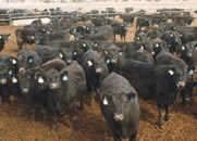 养安格斯牛要选好品种，快到山东畜牧研究院