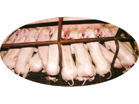 富东潍坊种猪场专业做大约克种猪\三元仔猪\种猪.