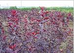 紫叶矮樱,兰州苗木,万象绿化,兰州珍珠梅