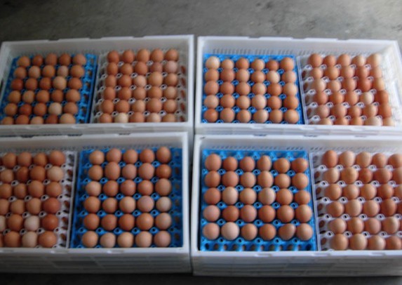 供应阜新、辽阳、盘锦、铁岭塑料鸡蛋托 周转筐 30枚塑料鸭蛋托