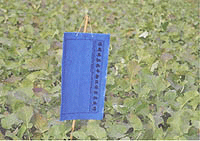 a供应蓝捕虫板、诱虫板、黄色诱虫板厂家-姜堰绿明珠