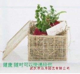 武汉绿色植物出租；批武汉绿色植物出租；绿色植物出租；批绿色植物出租