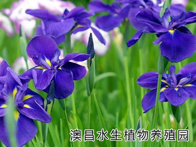 保定水生花卉公司，雄县水生花卉厂家，水生花卉园