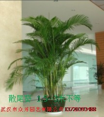 武汉市酒店租植物，批武汉市酒店租植物，租植物，批租植物