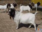 山东忠旺牧业供应波尔山羊种羊 养羊技术 养羊效益