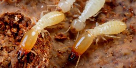 佛山大象有害生物佛山白蚁防治公司 佛山白蚁防治厂家 广东