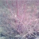 兰州红刺梅,兰州苗木,万象绿化,兰州金边连翘