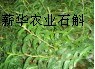 室内种植铁皮石斛方法 大棚种植铁皮石斛技术 石斛种植