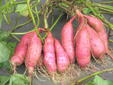 河北雄县康垒专业合作社|红薯栽培|白薯培育|甘薯种植|