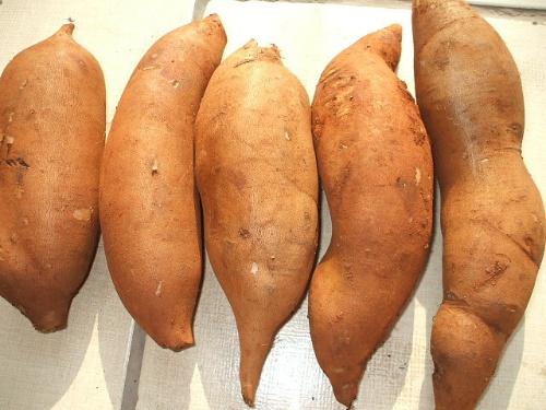 红薯|红薯农产品|白薯农产品|康垒红薯为你提供{zy}质农产品