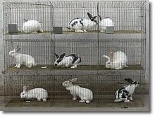 兔笼，兔笼规格，兔笼厂家   --鹏业