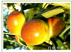 山东滨州供应香甜清脆的冬枣 冬枣苗子。自己选苗子更放心