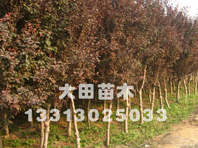 河北供应2012年腊梅报价表，腊梅价格，腊梅供应基地大田苗圃场