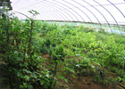 竹柳栽培，竹柳快速繁殖技术，尽在荣成农业示范园。