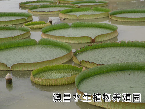 江苏水生植物价格批发-浙江睡莲种植园地