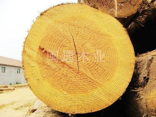 花旗松方木，供应铁杉板材，铁杉加工，铁杉方木价格.