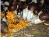 供应白玉蜗牛，白玉蜗牛养殖，荣成白玉蜗牛养殖厂
