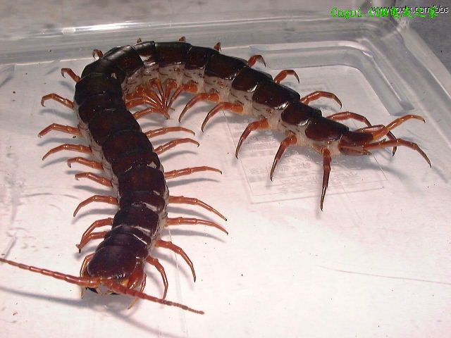 龙虾养殖 养殖龙虾的方法 养殖龙虾技术