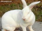 养兔场獭兔种兔繁育肉兔种兔养殖效益分析