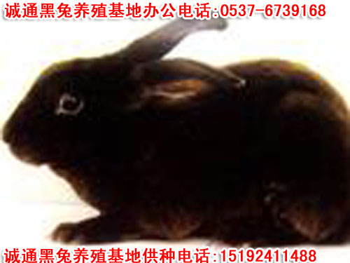 供应华誉黑兔养殖|华誉黑兔养殖技术|山东华誉黑兔价格(图)