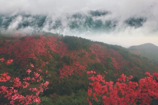 浪漫春季 和云雾山有个约会 前往武汉云雾山观美丽杜鹃武汉一日游 周边一日游 春游线路