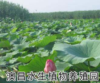 千屈菜花语|千屈菜新品|专业供应千屈菜|千屈菜供应